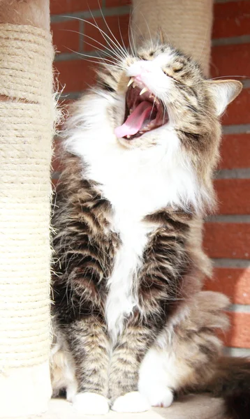 시베리아 고양이, 갈색 백색 지 버전의 남성 — 스톡 사진