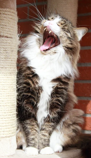 Mężczyzna syberyjski kot, brązowy biały wersji podziemnej — Zdjęcie stockowe