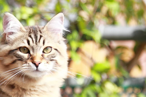 Chaton brun de race sibérienne, mâle — Photo