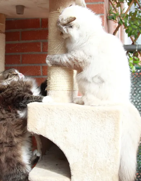 ネヴァ マスカレードと茶色の猫 — ストック写真