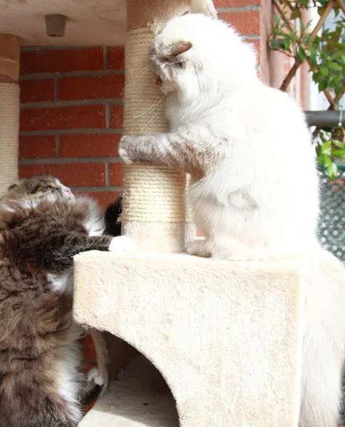 Маскарад Невы и коричневая кошка — стоковое фото