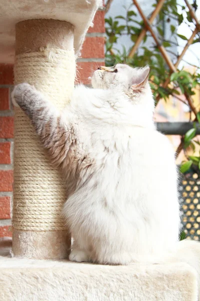 Gato branco da raça siberiana em um ano — Fotografia de Stock