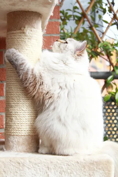 Fehér macska-szibériai tenyészt egy évben — Stock Fotó