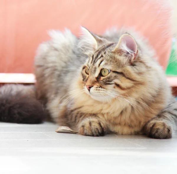 Коричневый котенок сибирской породы, мужчина — стоковое фото