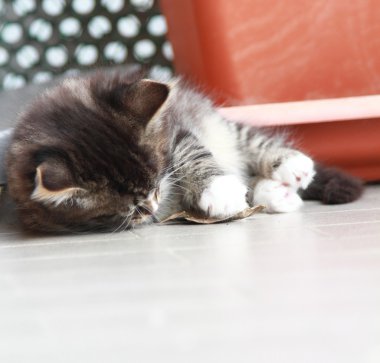 Siberian kedi iki aylıkken kahverengi köpek yavrusu