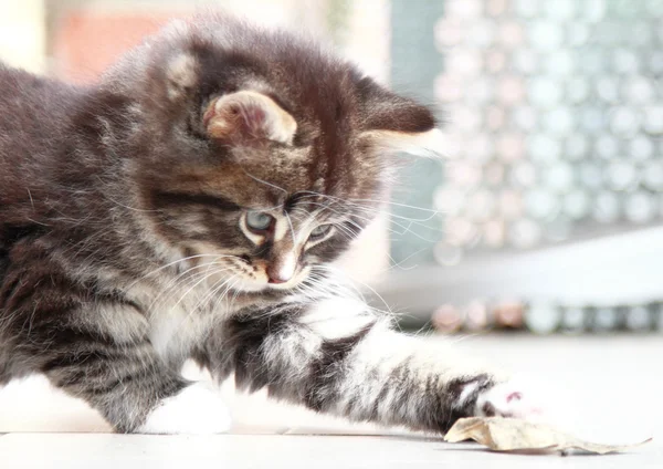 Kedi kahverengi köpek yavrusu