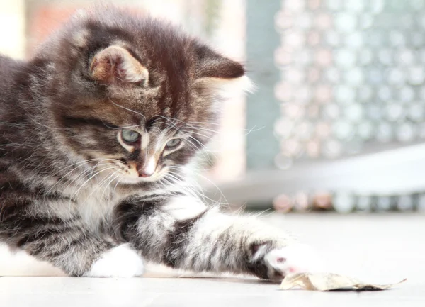 Marrone cucciolo di gatto siberiano a due mesi — Foto Stock