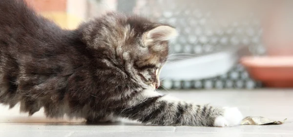 Marrone cucciolo di gatto siberiano a due mesi — Foto Stock