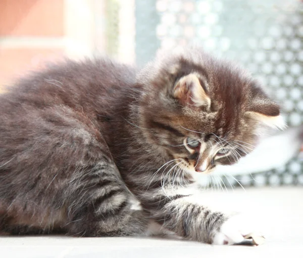 Cachorro marrón de gato siberiano a los dos meses —  Fotos de Stock