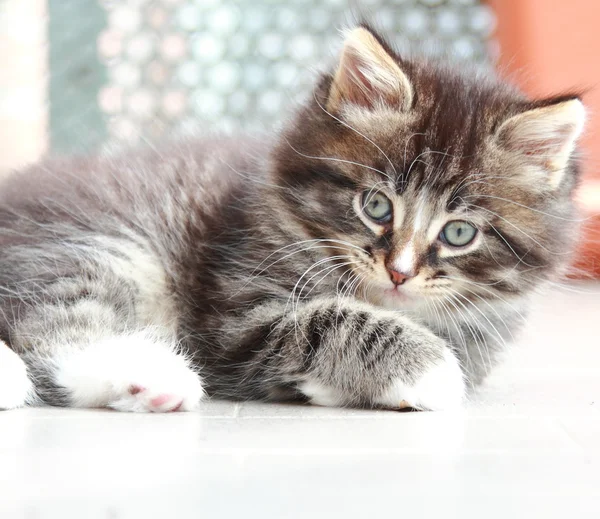 Коричневый щенок сибирской кошки в два месяца — стоковое фото