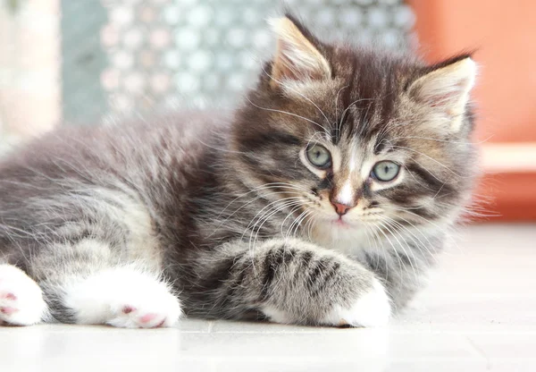 Cachorro marrón de gato siberiano a los dos meses — Foto de Stock