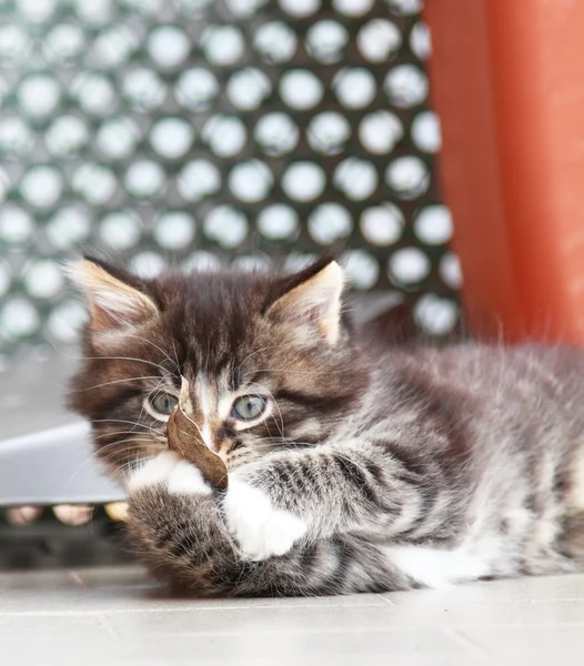 褐色的西伯利亚猫在两个月的小狗 — 图库照片