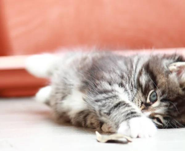 Brun valp av Sibirisk katt på två månader — Stockfoto