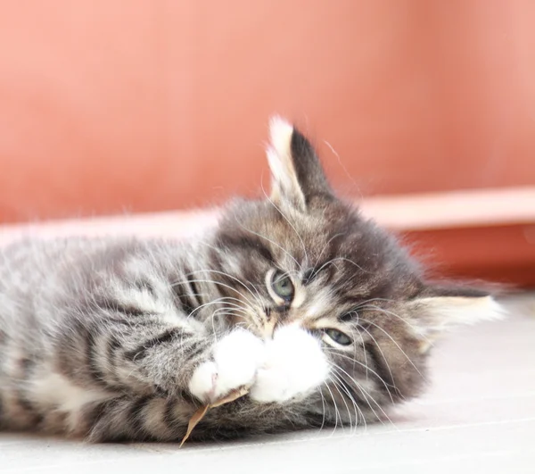 Siberian kedi iki aylıkken kahverengi köpek yavrusu — Stok fotoğraf