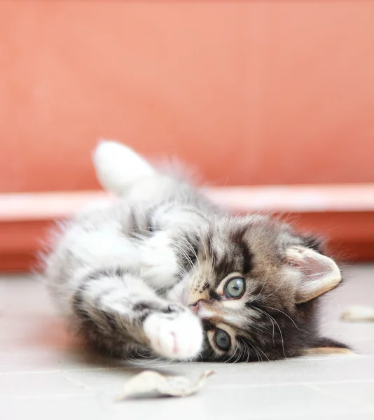 Cachorrinho marrom de gato siberiano em dois meses — Fotografia de Stock