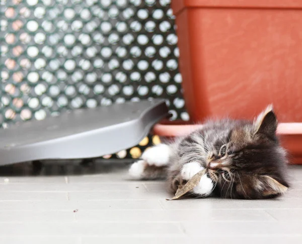 Cachorrinho marrom de gato siberiano em dois meses — Fotografia de Stock