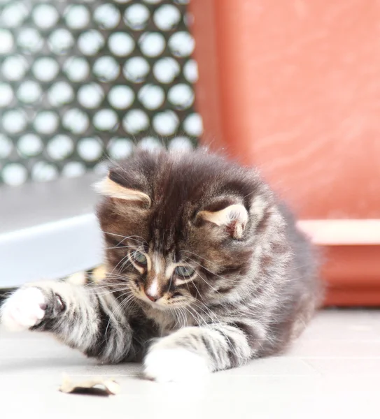 褐色的西伯利亚猫在两个月的小狗 — 图库照片