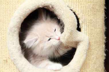 krem yavru kedi