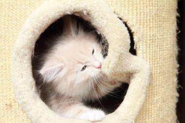 krem yavru kedi