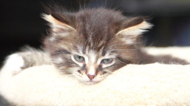 Siberian kedi iki aylıkken kahverengi köpek yavrusu