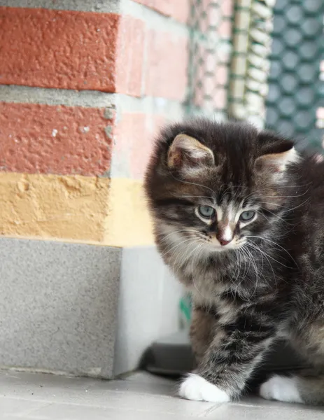 Brązowy szczeniak, kot syberyjski w dwa miesiące — Zdjęcie stockowe
