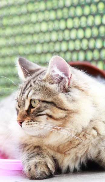 西伯利亚的品种，男性的褐色小猫 — 图库照片