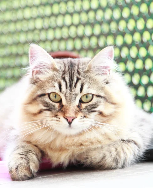 Brown kitten of siberian breed, male — Stock Photo, Image