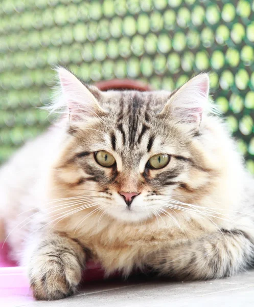 Brązowy kotek rasy syberyjskiej, mężczyzna — Zdjęcie stockowe