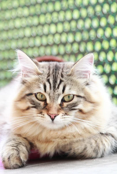 Gattino bruno di razza siberiana, maschio — Foto Stock