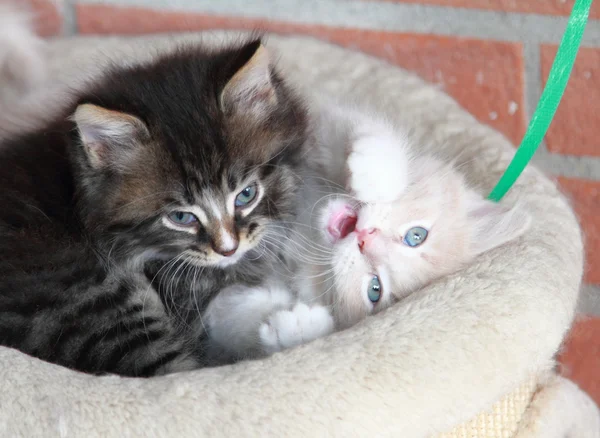 Welpen der sibirischen Katze — Stockfoto