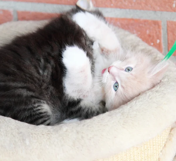 Щенки сибирской кошки — стоковое фото