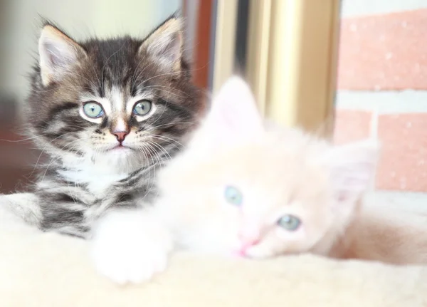 Щенки сибирской кошки — стоковое фото