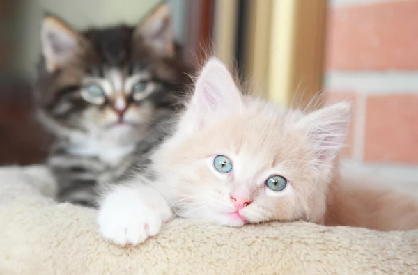 Цуценята сибірської кішки — стокове фото