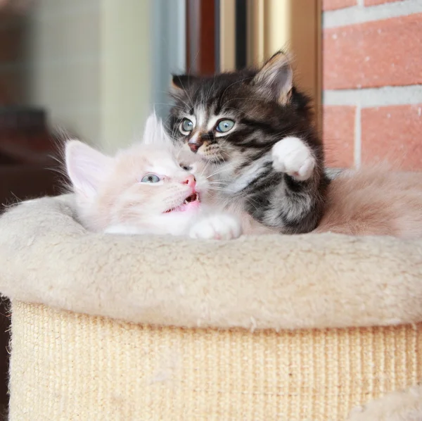 Cachorros de gatos siberianos, versión marrón y crema — Foto de Stock