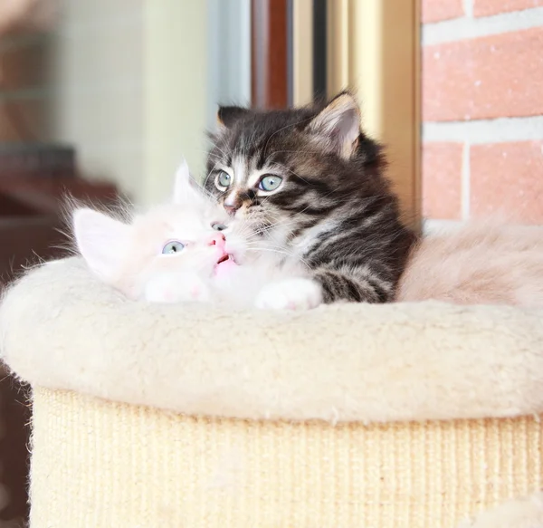 Cachorros de gatos siberianos, versión marrón y crema — Foto de Stock