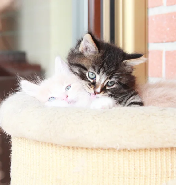 Cachorros de gatos siberianos, versión marrón y crema — Foto de Stock