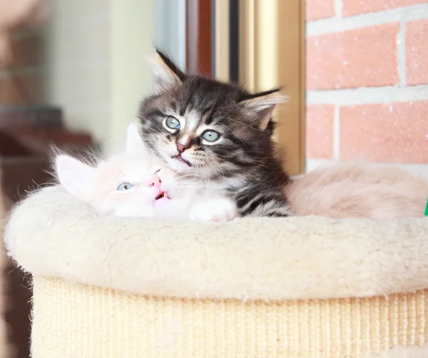 Welpen sibirischer Katzen, braune und cremefarbene Version — Stockfoto