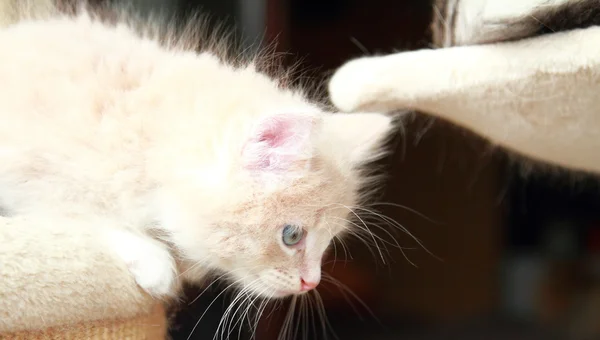 Krem yavru kedi — Stok fotoğraf