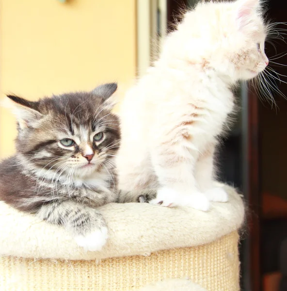 Цуценята сибірських кішок, коричневий і вершковий варіант — стокове фото