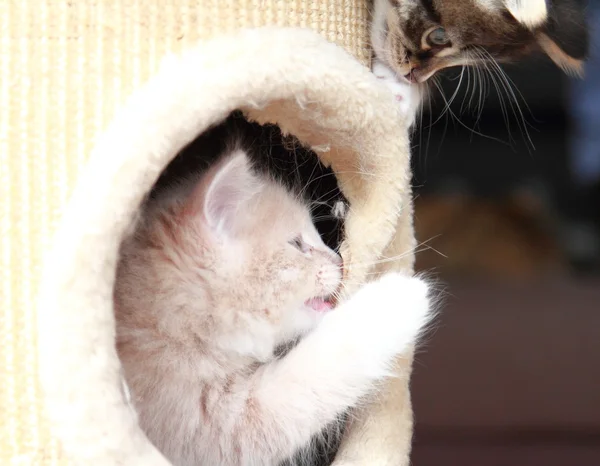 Filhotes de gatos siberianos, versão marrom e creme — Fotografia de Stock