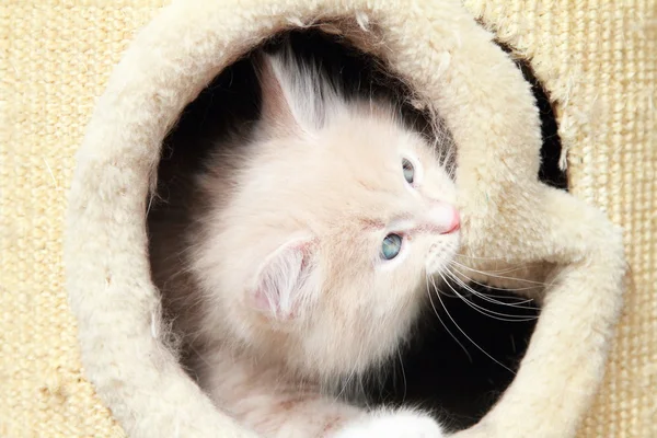 Cream puppy of cat — Stock Photo, Image