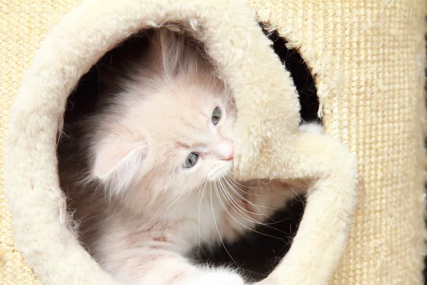 Cream puppy of cat — Stock Photo, Image