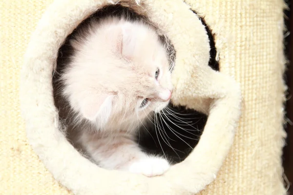 Krem yavru kedi — Stok fotoğraf