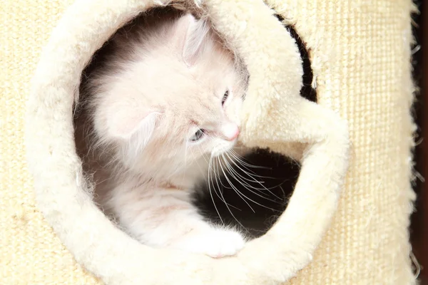 Cream puppy of cat — Stock Photo, Image