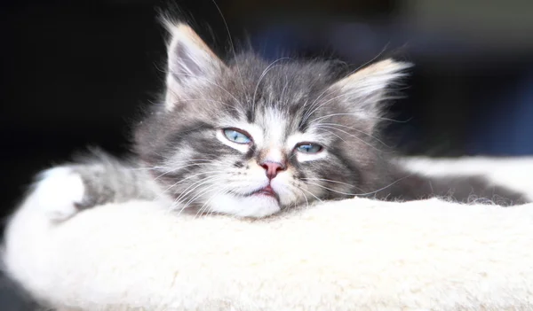 Коричневий цуценя Сибірський кіт на два місяці — стокове фото
