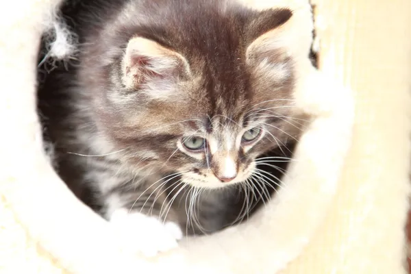 Bruin puppy van de Siberische Kat op twee maanden — Stockfoto