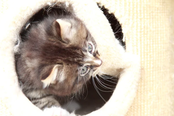 Kedi kahverengi köpek yavrusu — Stok fotoğraf