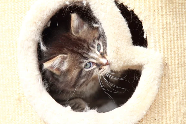 Brown puppy of cat — Stock Photo, Image