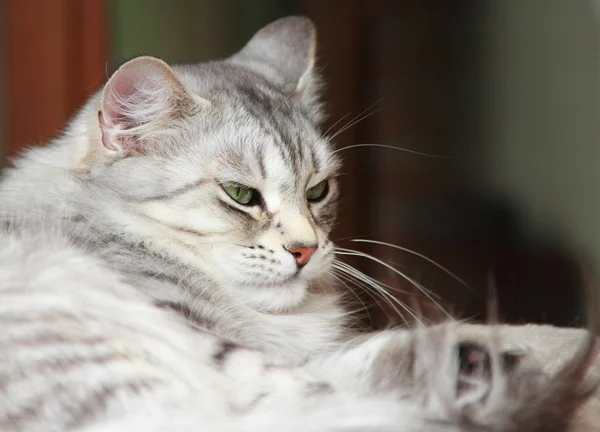 Серебряная кошка сибирской породы, взрослая женщина — стоковое фото