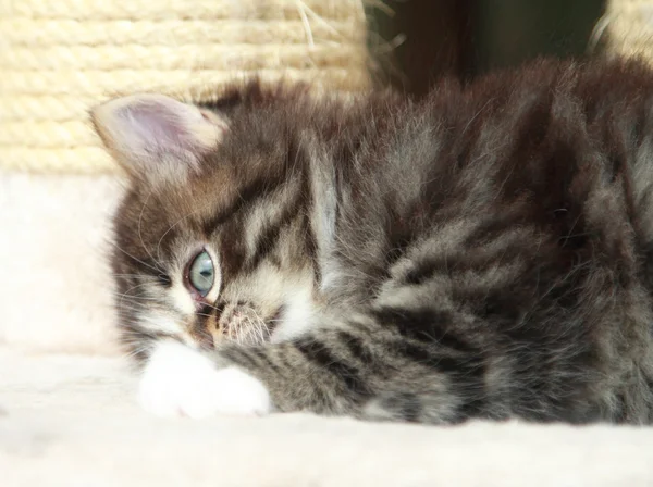 Marrone cucciolo di gatto — Foto Stock